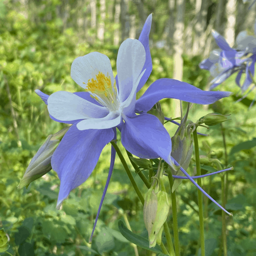 Rocky Mountain Columbine Flower