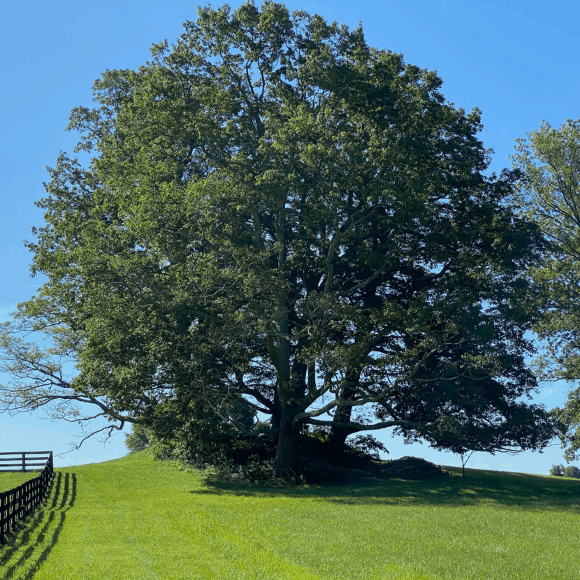 Cluster of Chestnut Oak Trees