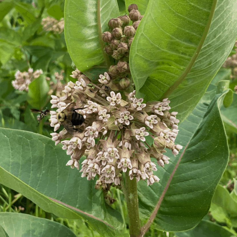 Common Milkweed Flower