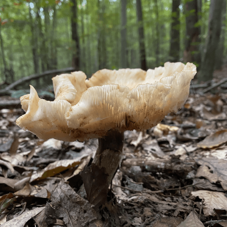 Mushroom Gills