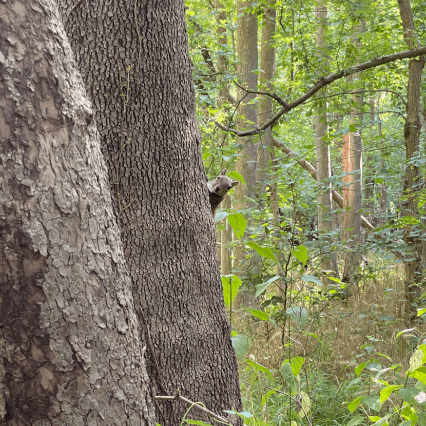 Eastern Grey Squirrel