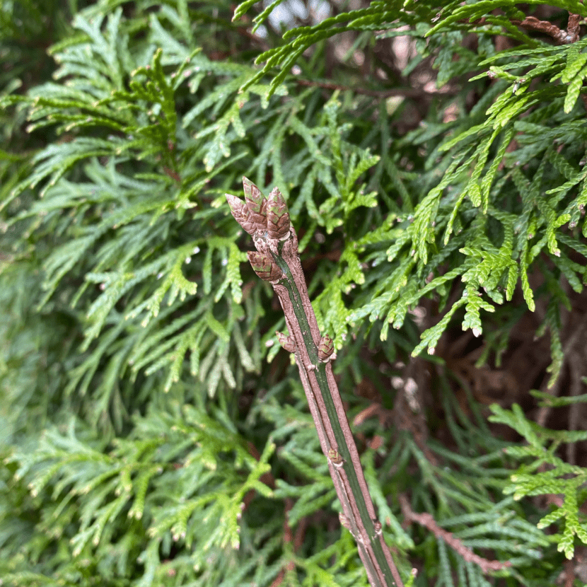 Tree Buds