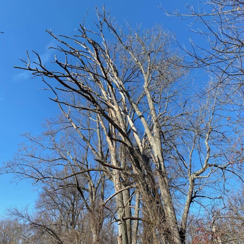 Identifying Deadwood in Winter