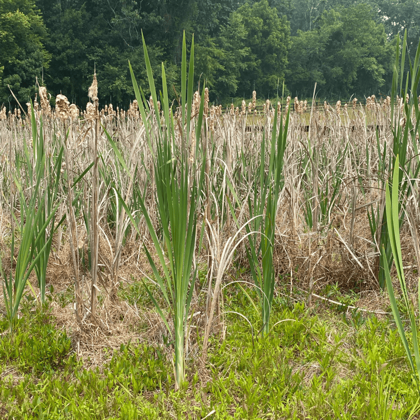 Cattails in The Plains, VA