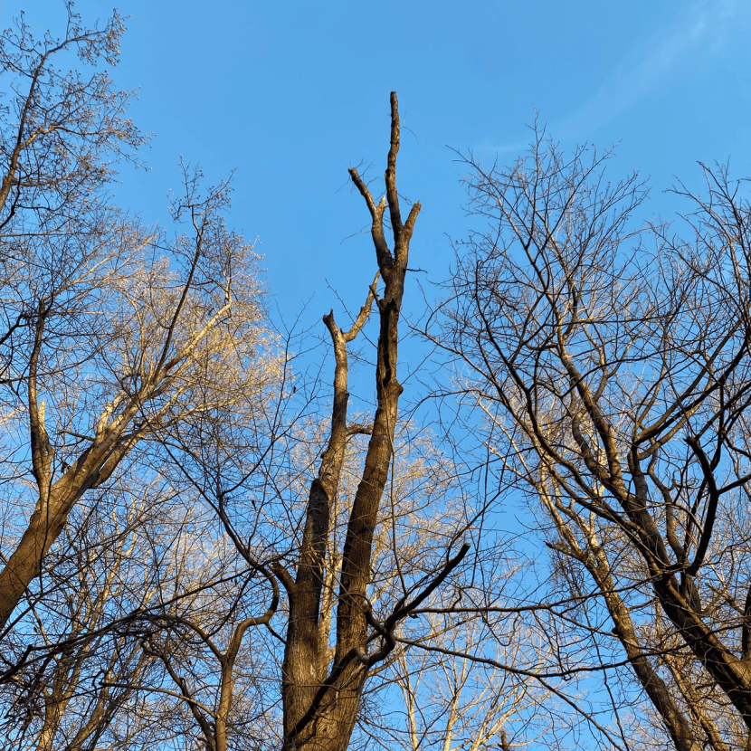 Dead Tree