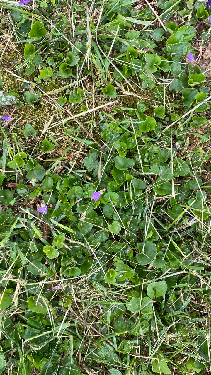 Spreading Wild Violets