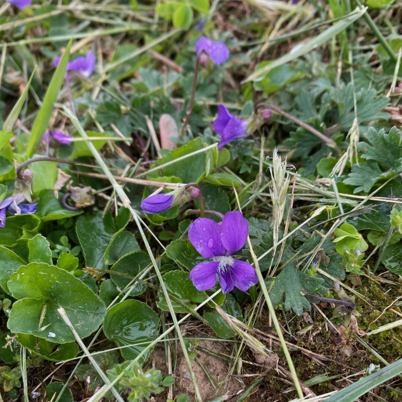 Wild Violets