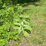 Two Common Mullein Plants