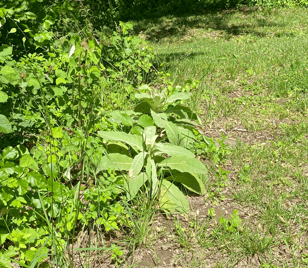 Two Common Mullein Plants