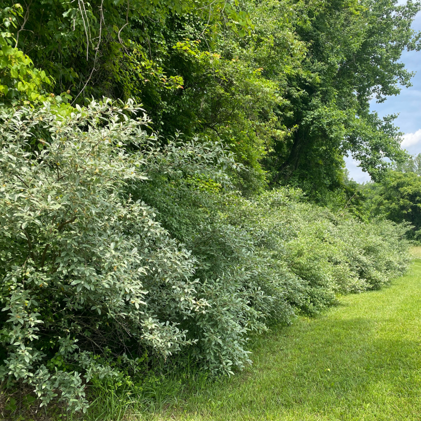 Line of Invasive Plant Species