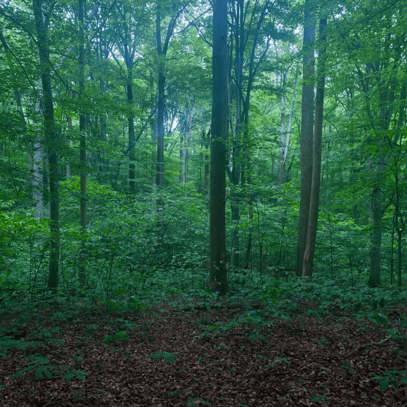 Temperate Deciduous Forests