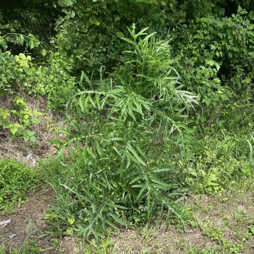 Milk Thistle Plant