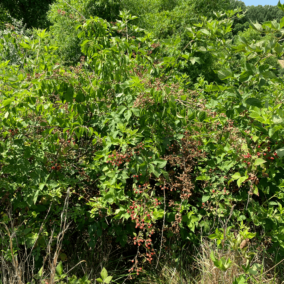 Wild Blackberry Bushes