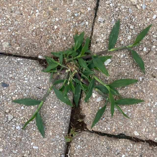 Crabgrass fits the definition of a weed.