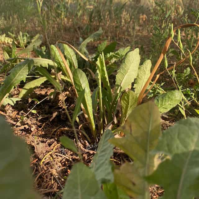 Dandelions are Weeds, Controlling Weeds in Mulch Beds