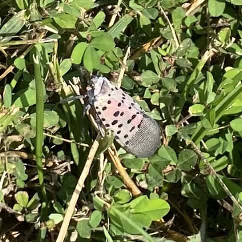 Spotted Lanternfly