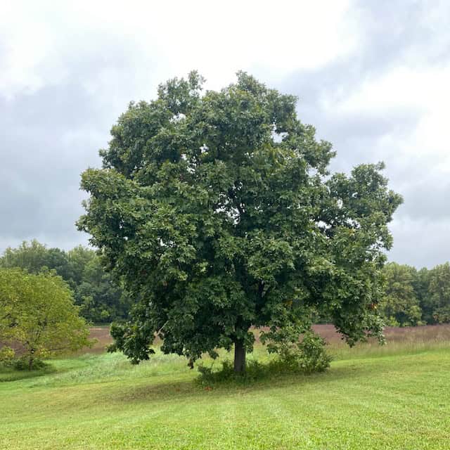 Mockernut Hickory Tree