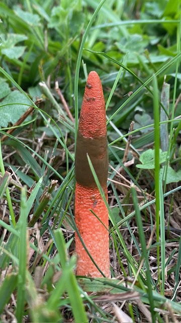 Stinkhorn Fruiting Body