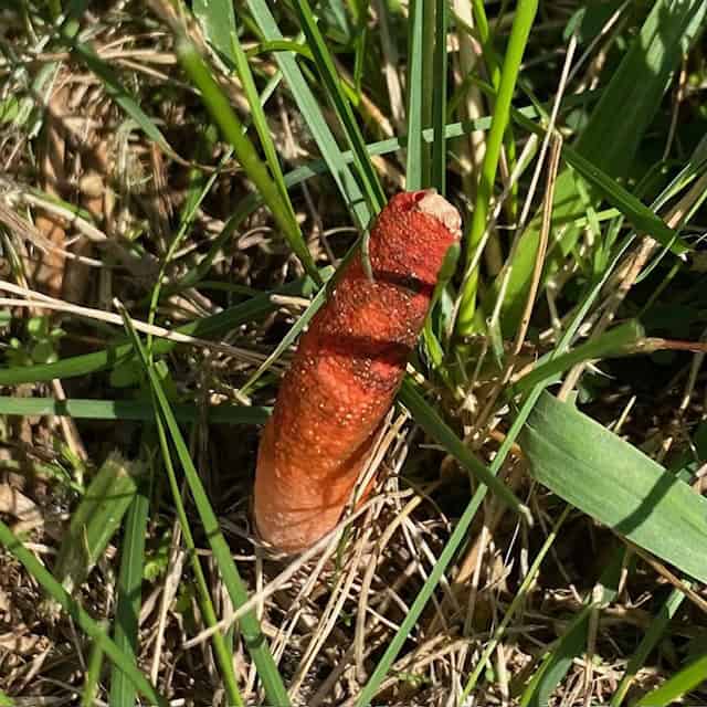 Stinkhorn