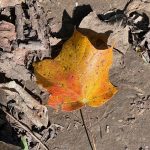 Fall Tree Maintenance