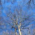 Tree dormancy