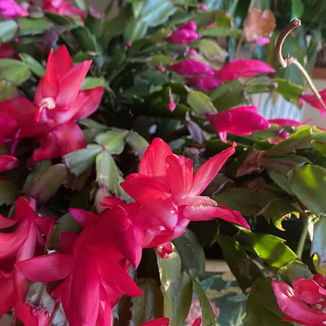 Christmas Cactus Bloom