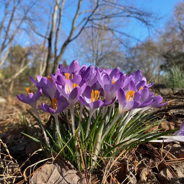 Purple Crocus