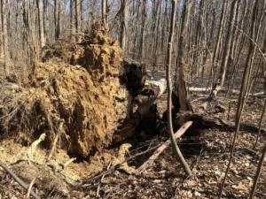 Root ball and lack of root support on rotten side of trunk.