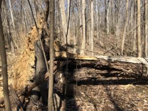 Close up view of major trunk rot.